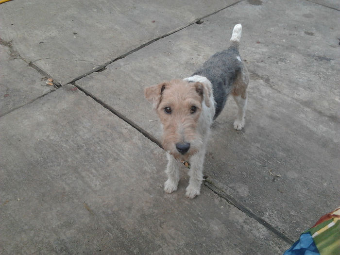 2012-08-15 18.46.48 - Fox Terrier cu par sarmos 2014