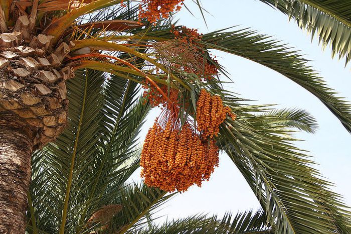 Curmal-fructe; (Phoenix dactylifera)
