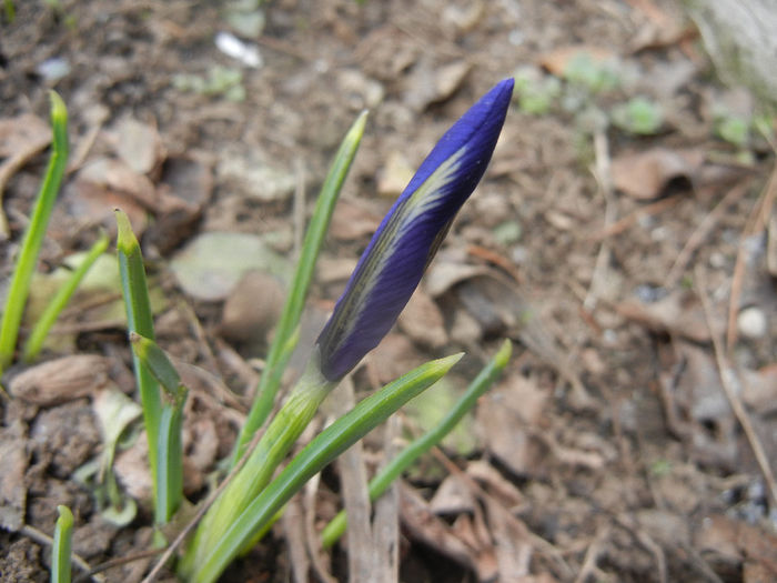 Iris reticulata Blue (2014, February 28) - Iris reticulata Blue