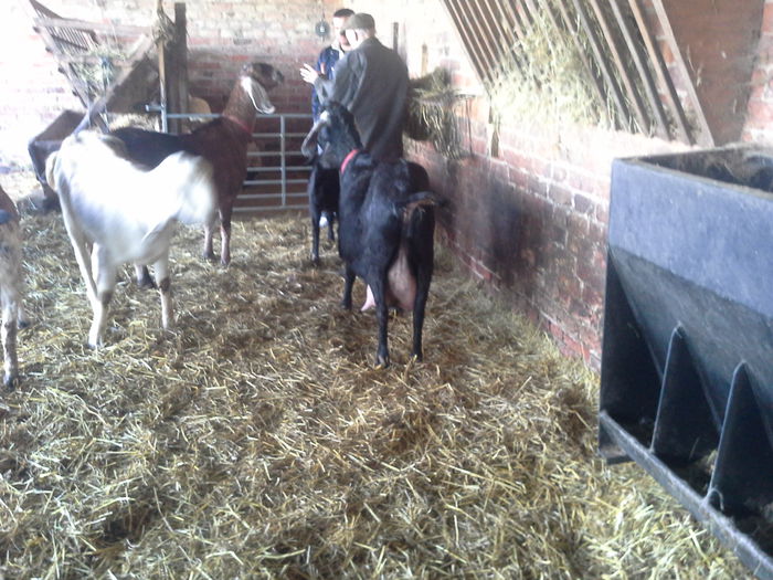 grace-la 7 ani; O capra anglo nubiana ff buna de lapte, a dat 8litri intr-o zii fiind mulsa de albitru, avand alti crescatori ca martori, la un show
