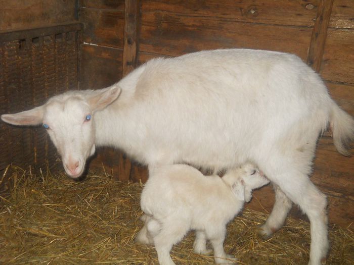 la "munca" - CAPRE ALBE SI BALTATE - AU RAMAS DOAR AMINTIRE