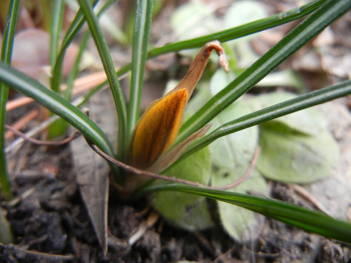 Crocus Gipsy Girl (2014, February 28)