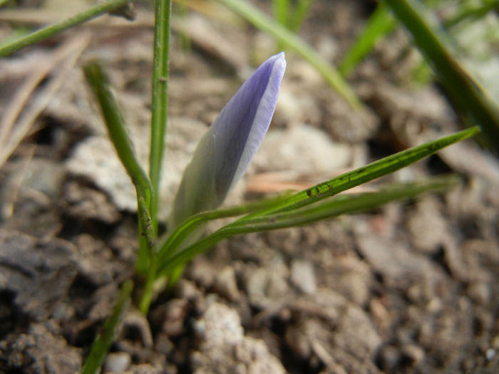 Crocus Blue Pearl (2014, February 28)