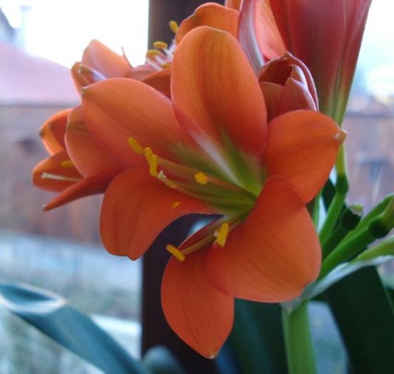 prima tija inflorita (6) - clivia in 2014