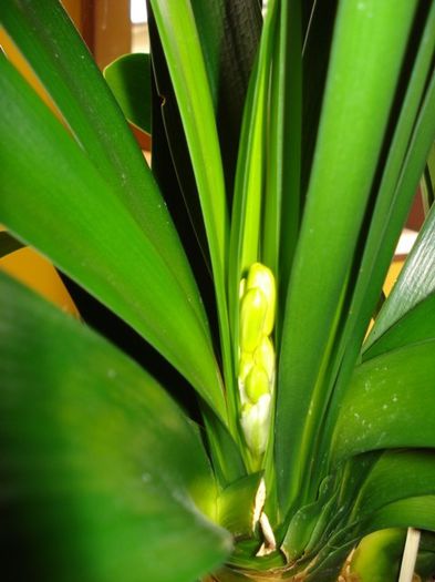 semne de flori la planta mama GT (1) - clivia in 2014