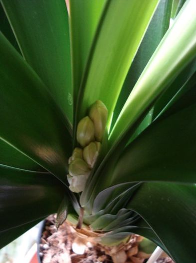 semne de flori la planta mama GT (2) - clivia in 2014