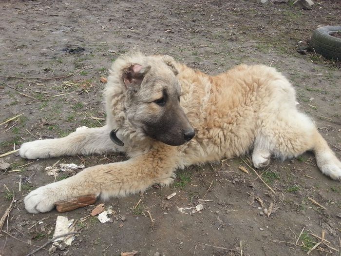 Igor - f - Ciobanesti Caucazieni