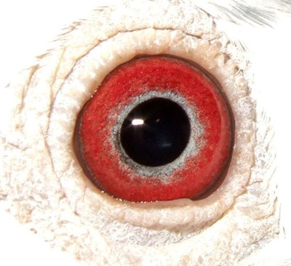 NL 1323058-09 M ochi