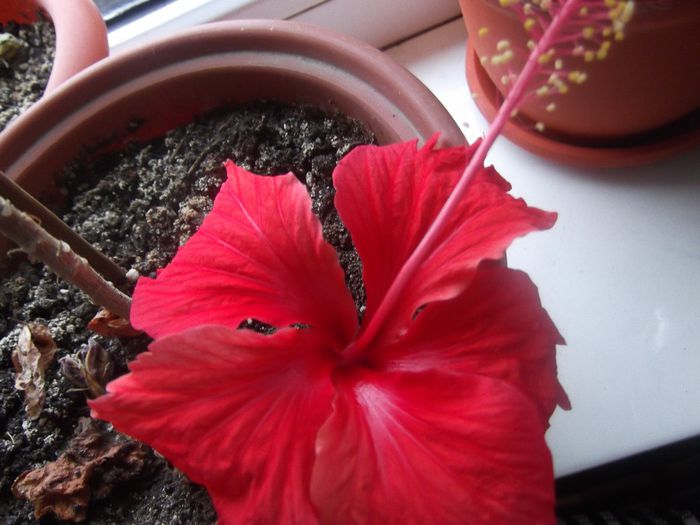 DSCF0313 - Copy - Copy - hibiscusi