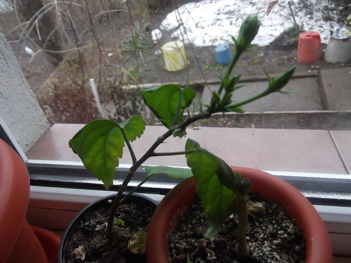 multumesc - hibiscusi