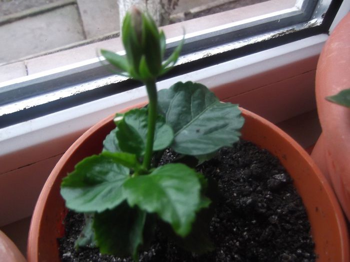  - hibiscusi