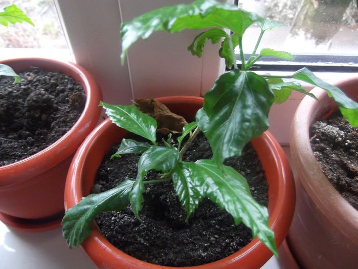 DSCF0318 - hibiscusi