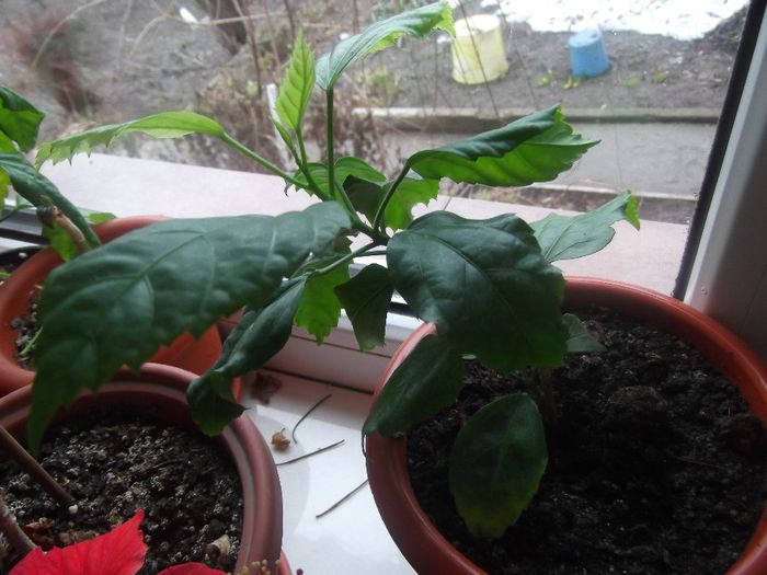 DSCF0319 - hibiscusi