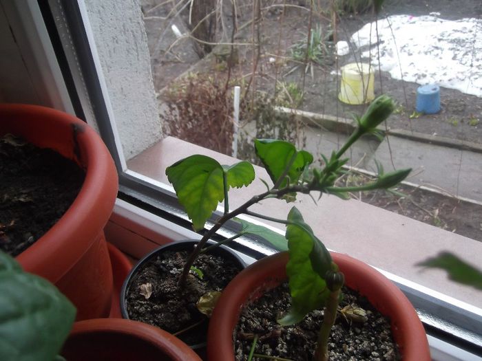 DSCF0320 - hibiscusi