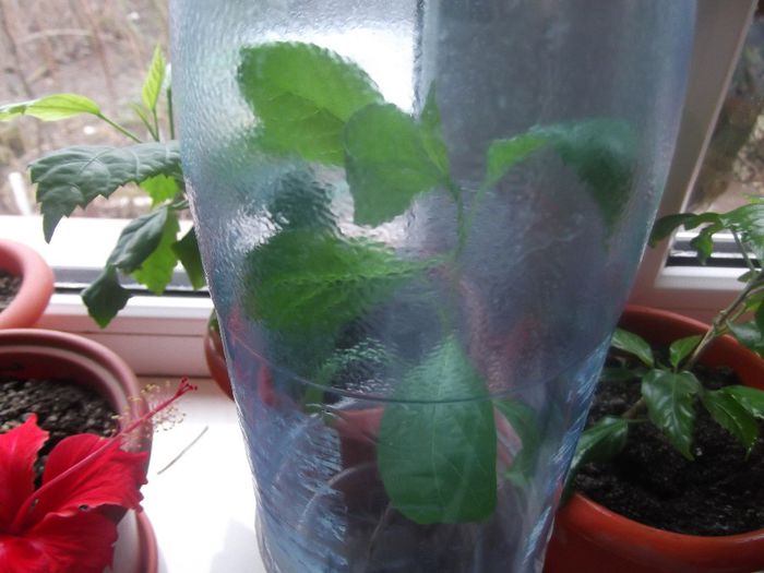 DSCF0321 - hibiscusi
