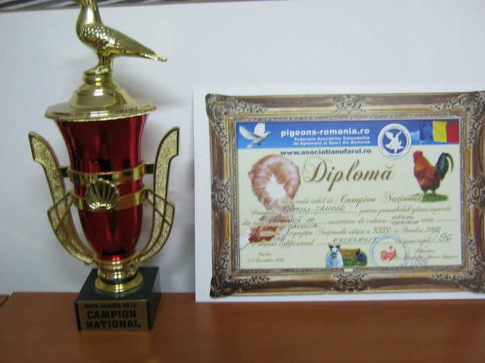 Oradea 2010 - trofee obtinute de porumbei mei-dijaim