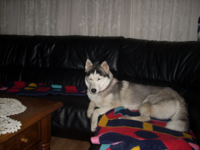 EKKA .o minune de  fetita husky...