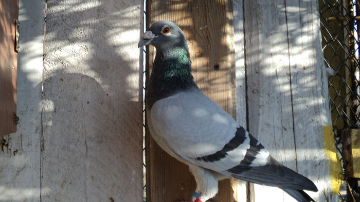 059542 din 2003; loc 157 brno 601  km in 2008,,,loc 1386	Wiennerneustadt 1 579 km in 2009
