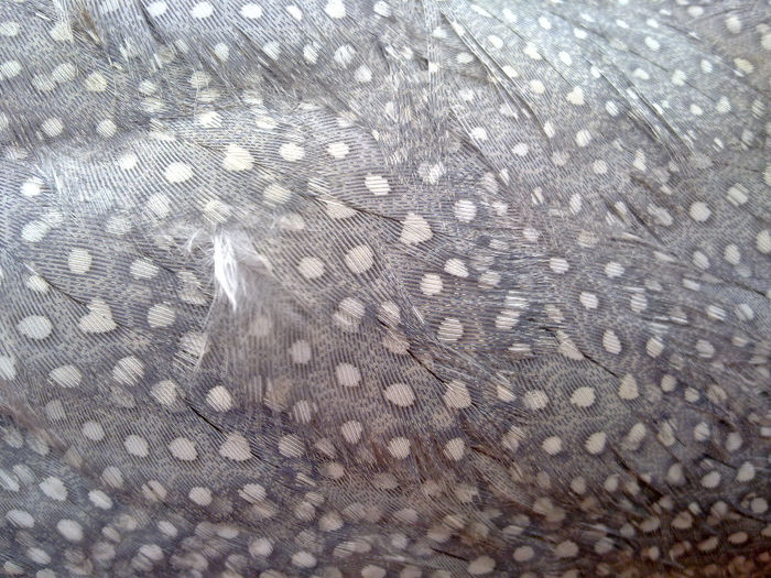 01032014219 - Bibilici