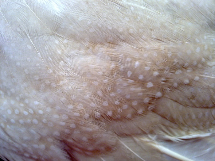 01032014225 - Bibilici