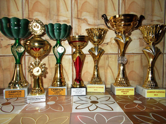 Anul competitional 2013 - 2014 - Vezi competitii rezultate distinctii