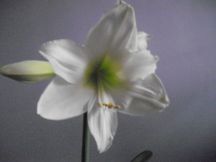 DSCF1864 - AMARYLLIS