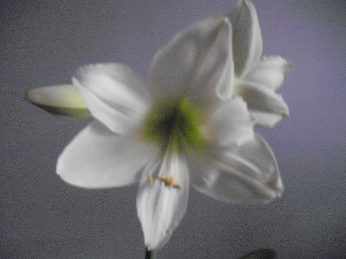 DSCF1862 - AMARYLLIS