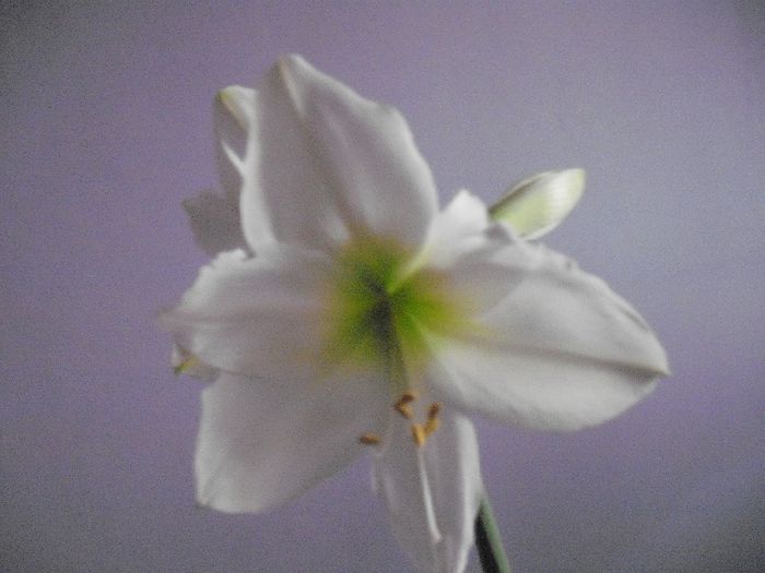 DSCF1861 - AMARYLLIS