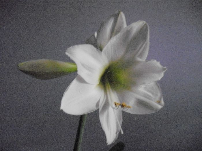 DSCF1858 - AMARYLLIS