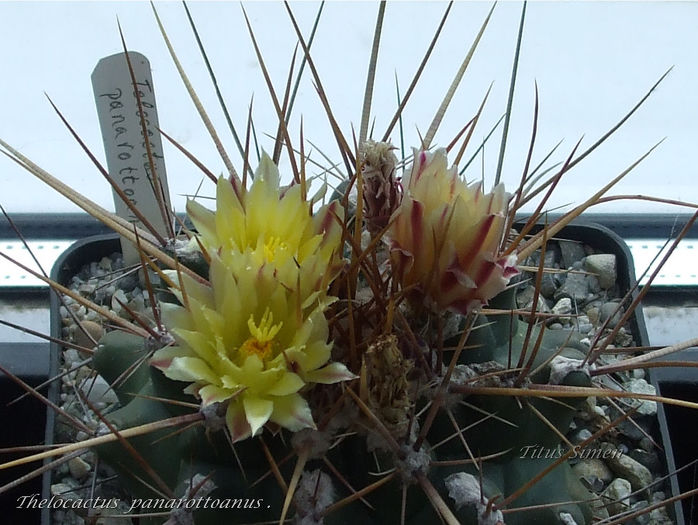 Thelocactus panarottoanus. - Cactusi 2014