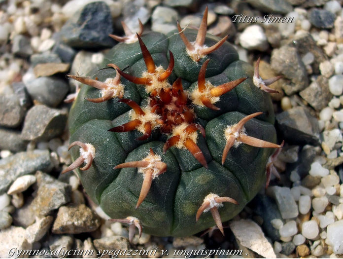 Gymnocalycium spegazzinii v. unguispinum . - Cactusi 2014