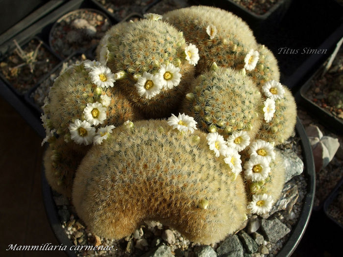Mammillaria carmenae .27.02.2014