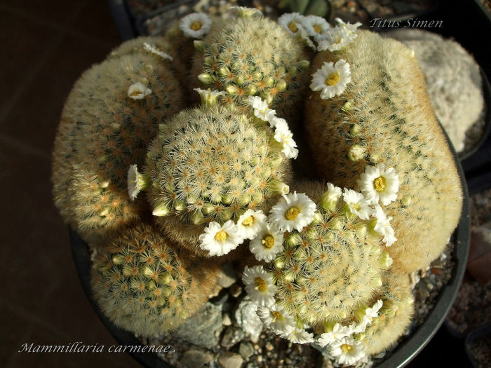 Mammillaria carmenae 27.02.2014 - Cactusi 2014