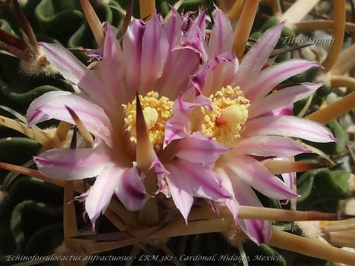 Echinofossulocactus anfractuosus · LRM 382 · Cardonal, Hidalgo, Mexicó - Cactusi 2014