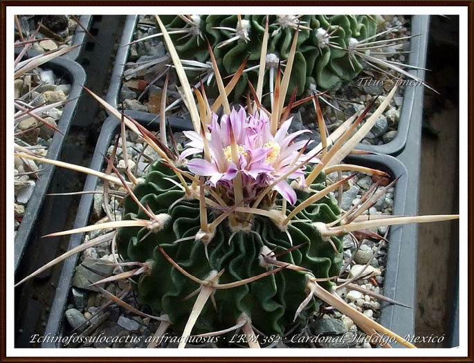 Echinofossulocactus anfractuosus · LRM 382 · Cardonal, Hidalgo, Mexicó - Cactusi 2014