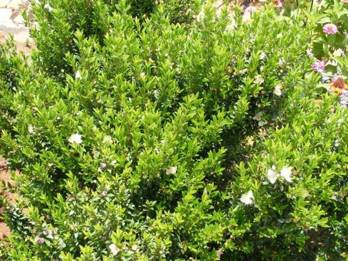 Mirt; (myrtus communis)
