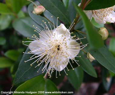 myrtus_communis_flower[1]