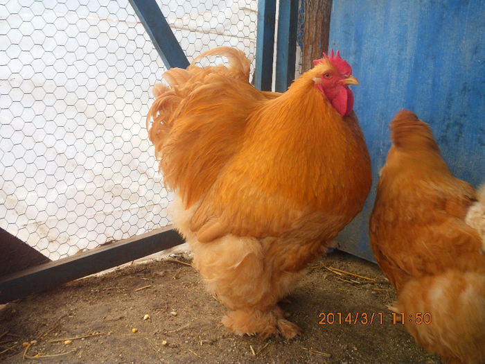 95841741_QKOIXWO - Cochin galben