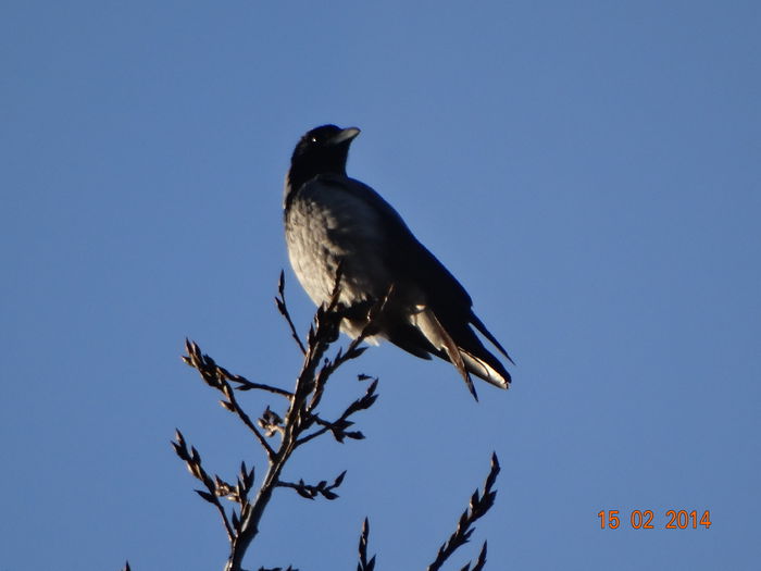 DSC00138 - Diverse vietati 2014