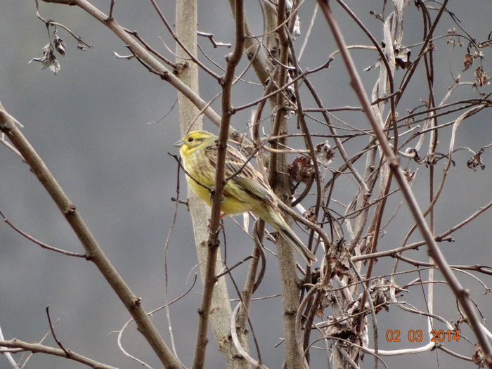 DSC00794 - Diverse vietati 2014