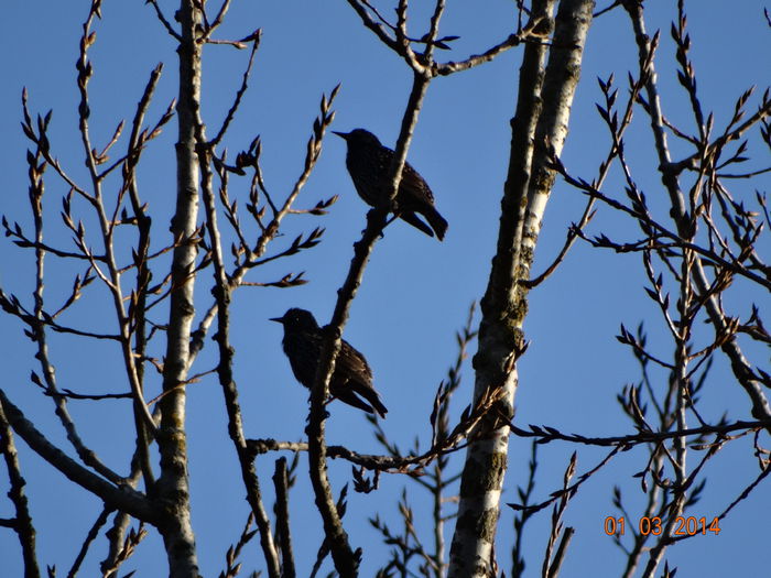 DSC00612 - Diverse vietati 2014