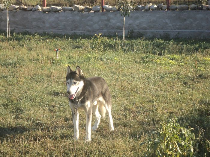 DSC02497 - HUSKY SIBERIENI