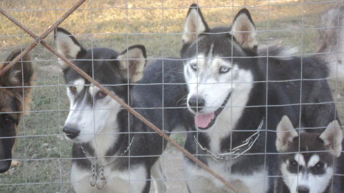 DSC02536 - HUSKY SIBERIENI