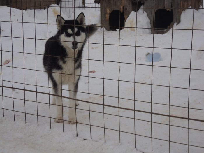 DSC03114 - HUSKY SIBERIENI