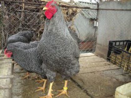 86453105_GDBFOIV3[1]