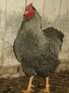 87197702_YSZDYAZ3[1]