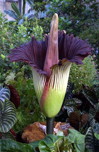 elephant yam; (Amorphophallus paeoniifolius)
