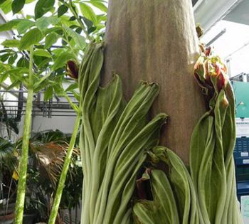 Elephant Yam-boboc - plante-exotice_condiment-2