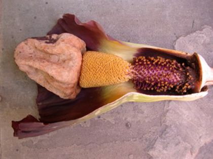 elephant yam-floare - plante-exotice_condiment-2