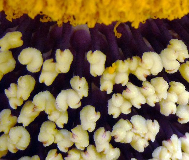 Elephant Yam-flori feminine - plante-exotice_condiment-2